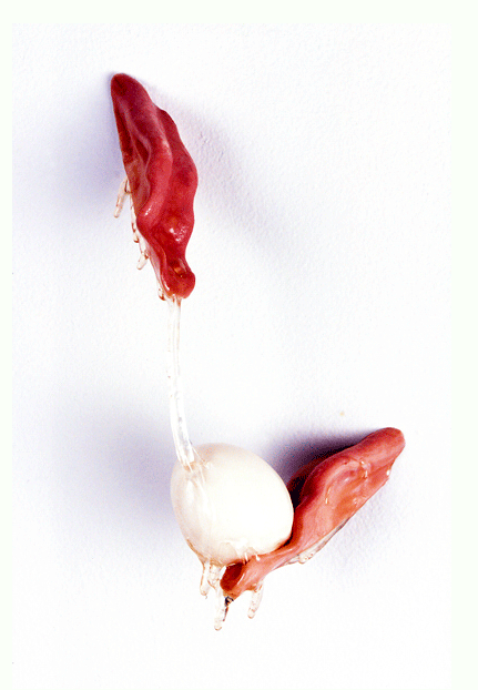 Flirting with Fertility, 2004, Resin, taxidermy model tongues, and chicken egg