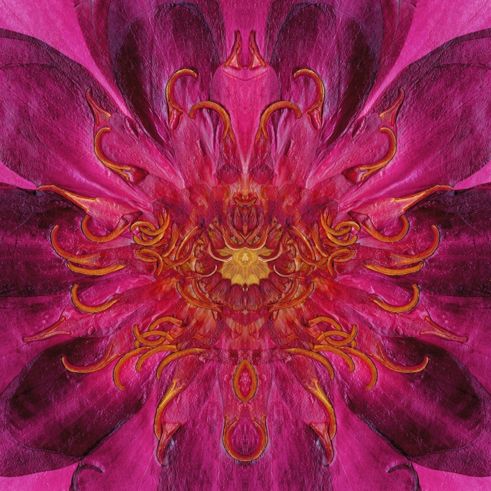 Waterlily, Crystal Archive Print, 72 x 72 in