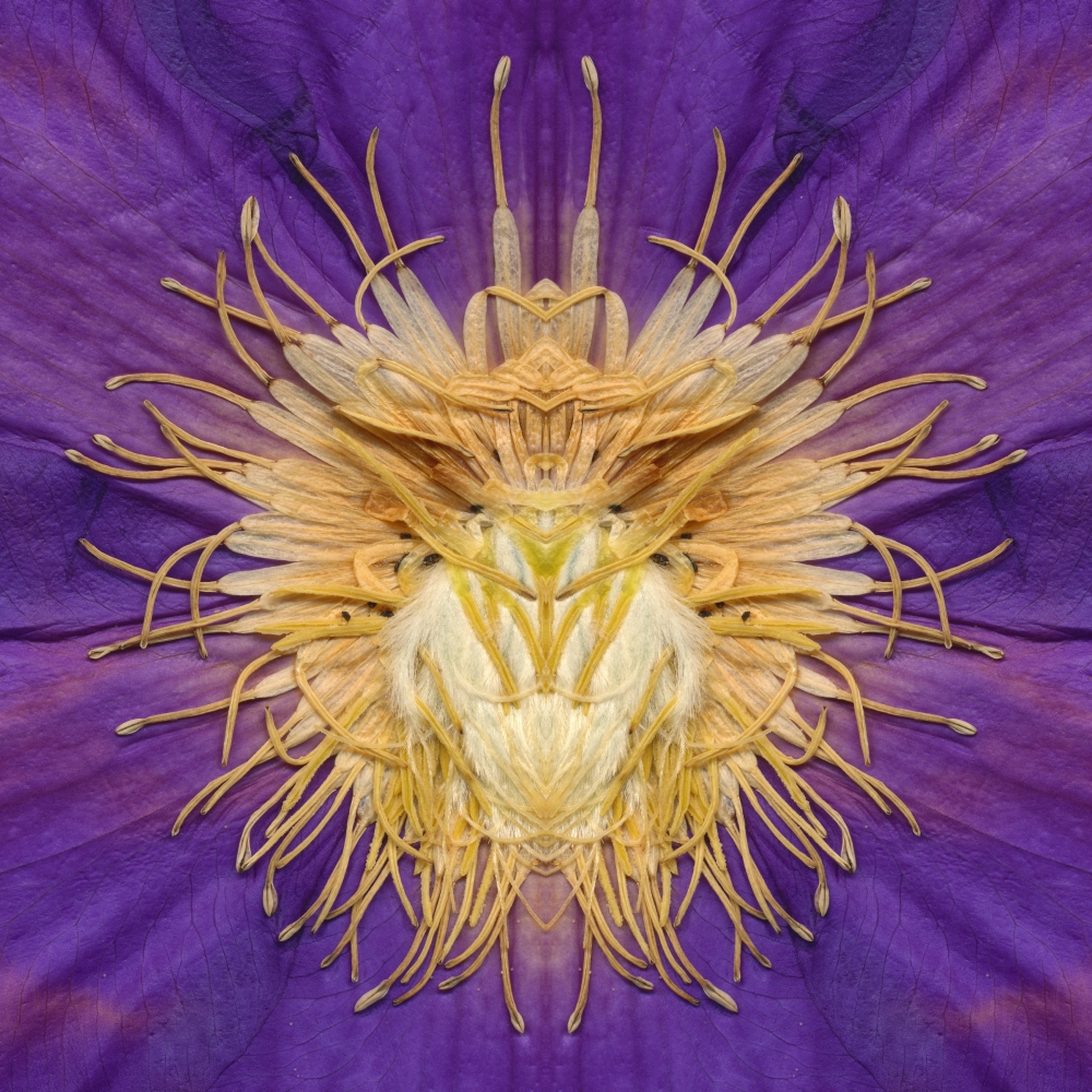 Clematis,&nbsp;Crystal Archive Print, 72 x 72 inch