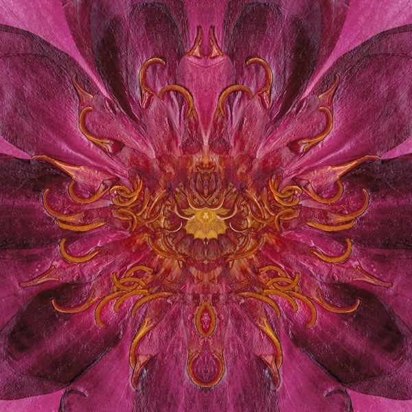 Waterlily,&nbsp;Crystal Archive Print, 72 x 72 in