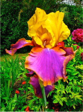 Crazy-color irises the size of a baby&amp;#39;s head.
