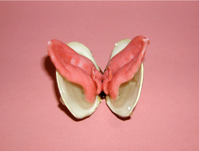 Double Stuff, 2006, Silicone rubber, raccoon and mink tongues, clam shell