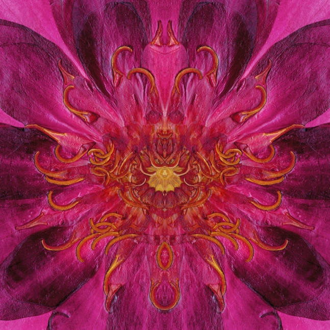 Waterlily, Crystal Archive Print, 72 x 72 in