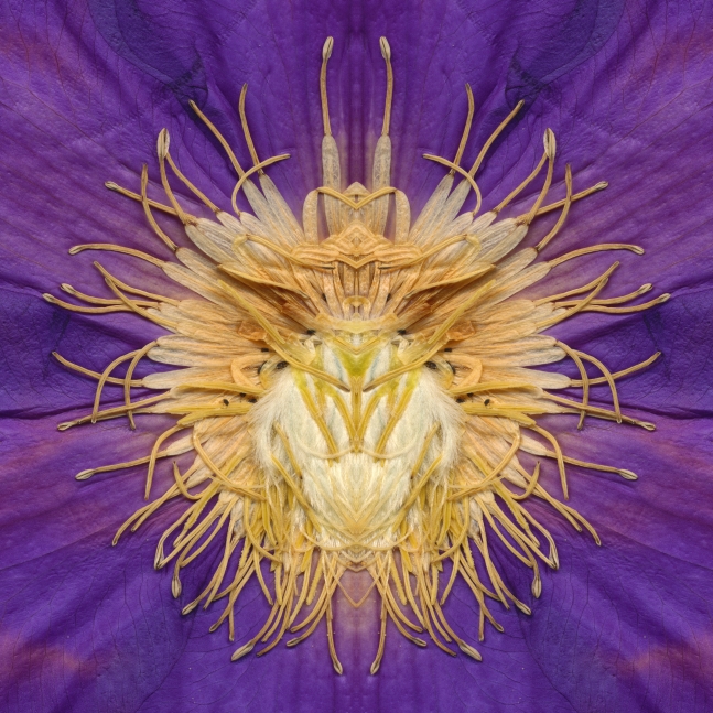 Clematis,&nbsp;Crystal Archive Print, 72 x 72 inch