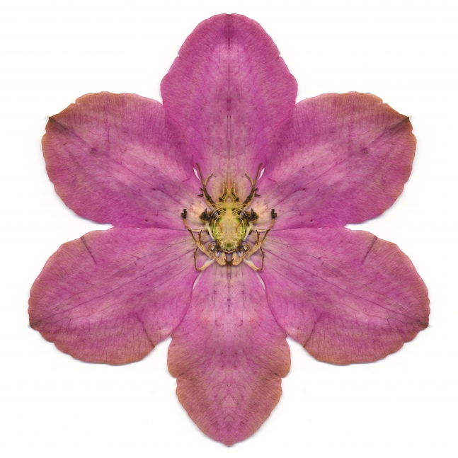 Pink Clematis, 40 x 40 inches.&nbsp;Published by Carolina Nitsch