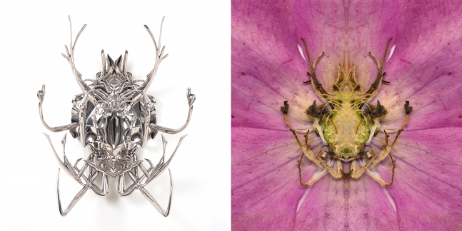 Pink Clematis (detail)&nbsp;next to Pollinator